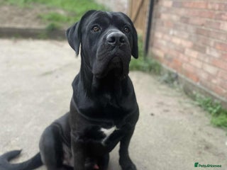 Cane Corso dogs Cane corso STUD supreme - Advert 5