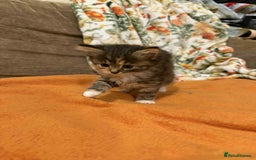 Mixed Breed cats for sale: Long haired fluff balls - Image 1