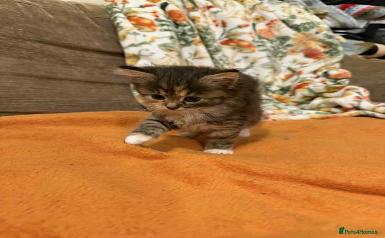 Mixed Breed cats - Advert 9