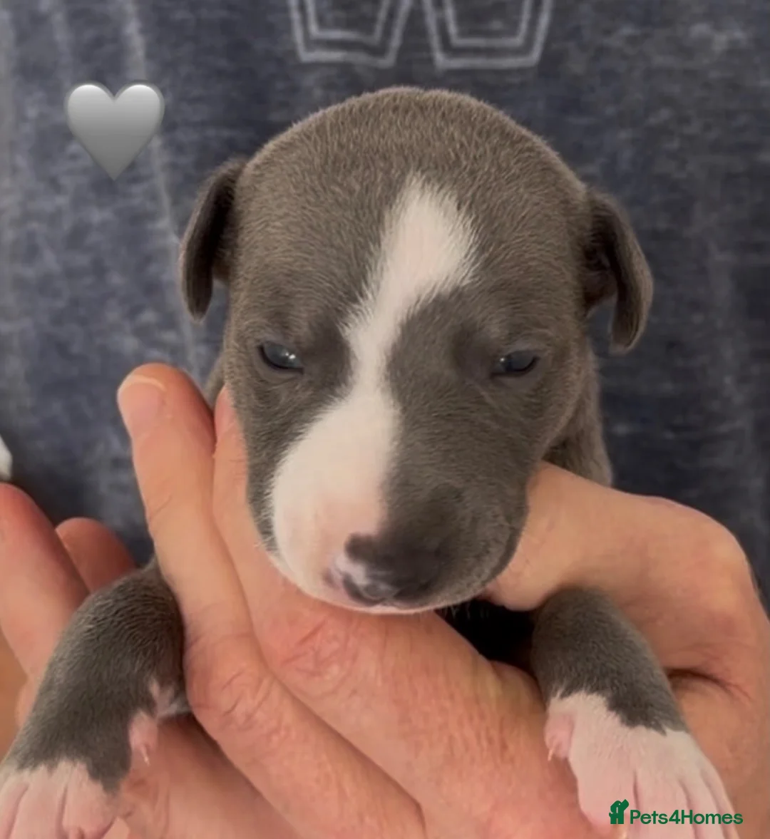 Whippet dogs for sale: KC reg healthy, sweet, gentle whippet pups - Advert 2