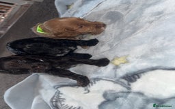 Cockapoo dogs for sale: 3 boy cockerpoos for sale  - Image 2
