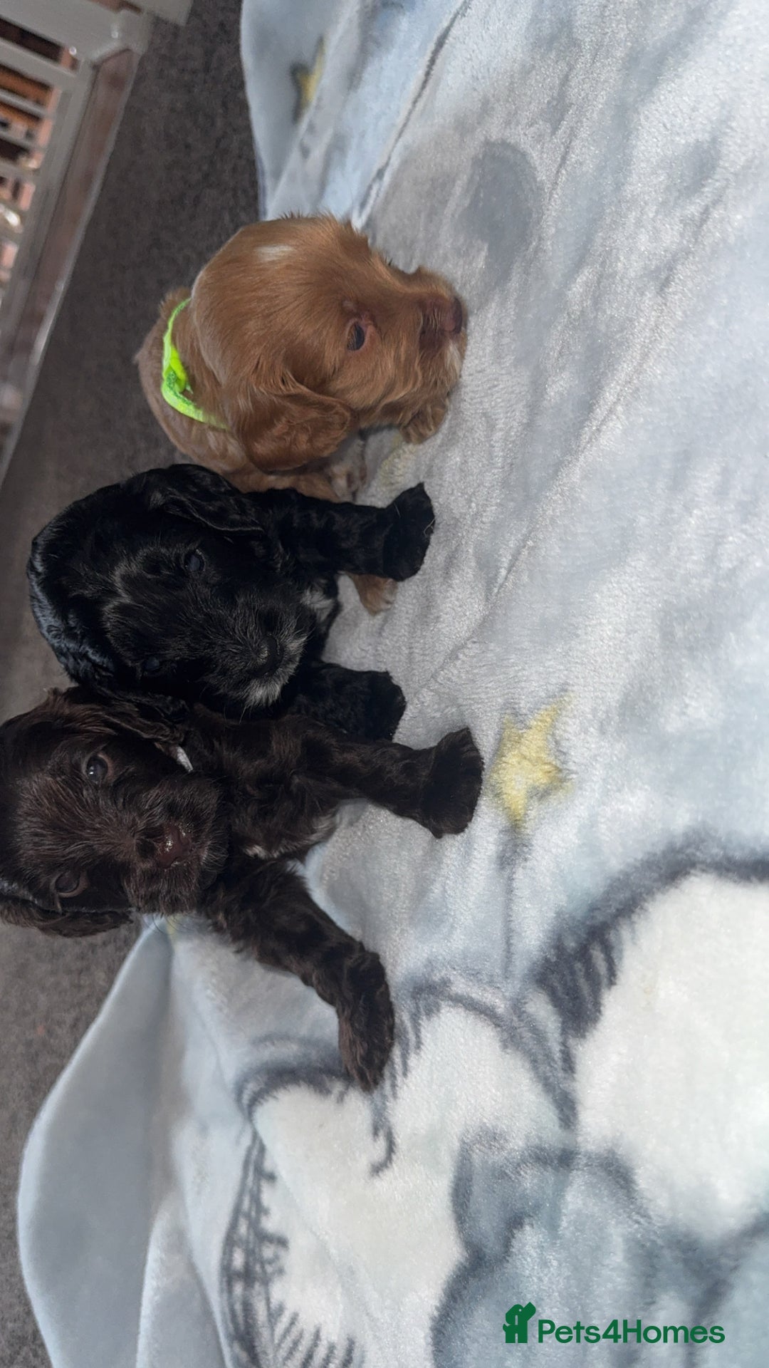 Cockapoo dogs for sale: 3 boy cockerpoos for sale  - Image 2