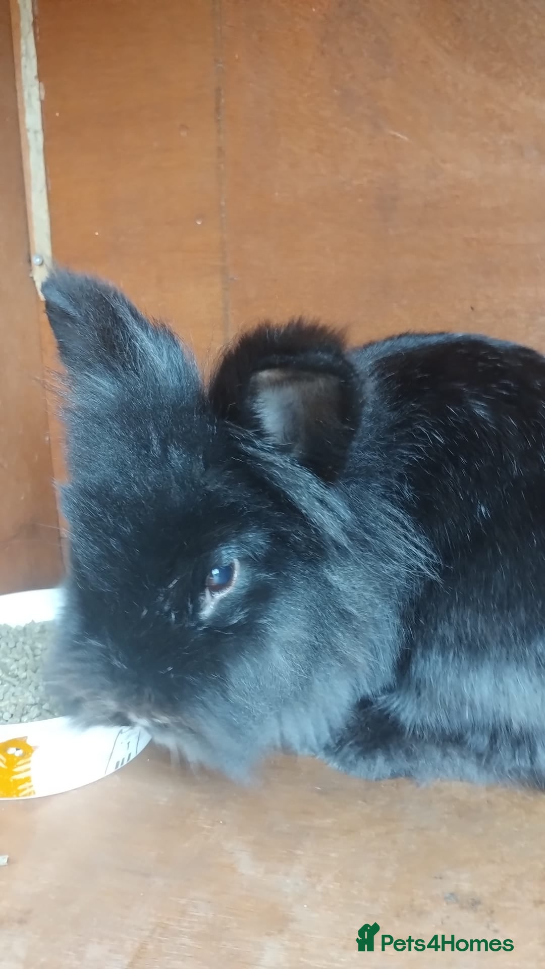Mixed Breed rabbits for sale: Loving rabbits - Advert 1