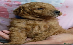 Toy Poodle dogs for sale: Gorgeous KC registered Red Toy Poodle pups - Image 9