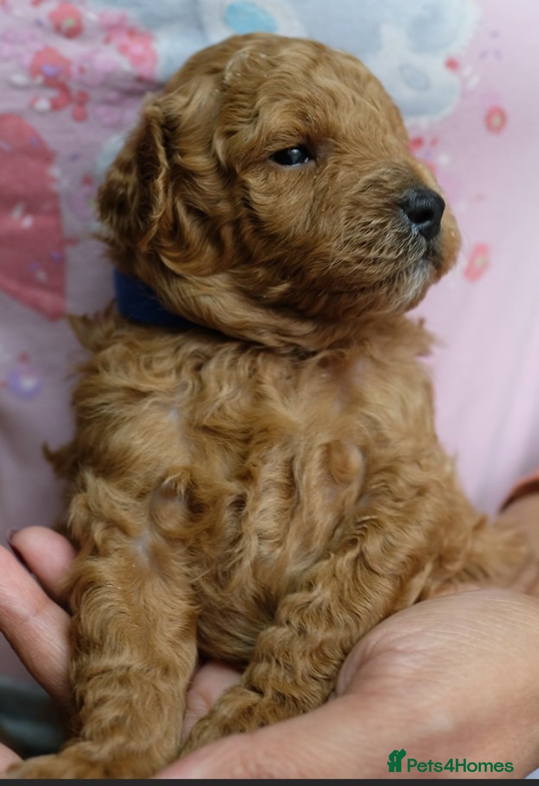 Toy Poodle dogs for sale: Gorgeous KC registered Red Toy Poodle pups - Image 9