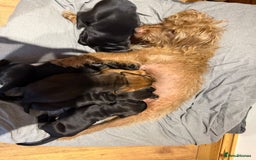Mixed Breed dogs for sale: Patterdale terrier x cocker spaniel puppy’s  - Advert 12