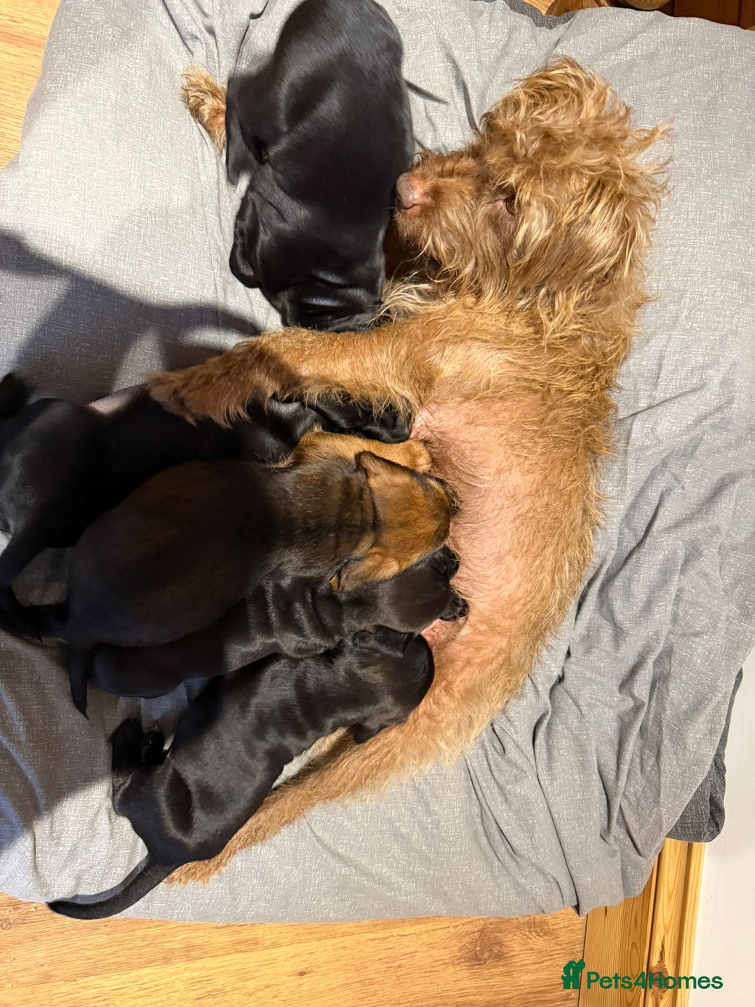Mixed Breed dogs for sale: Patterdale terrier x cocker spaniel puppy’s  - Advert 12