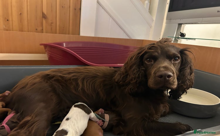 Cocker Spaniel dogs - Advert 4