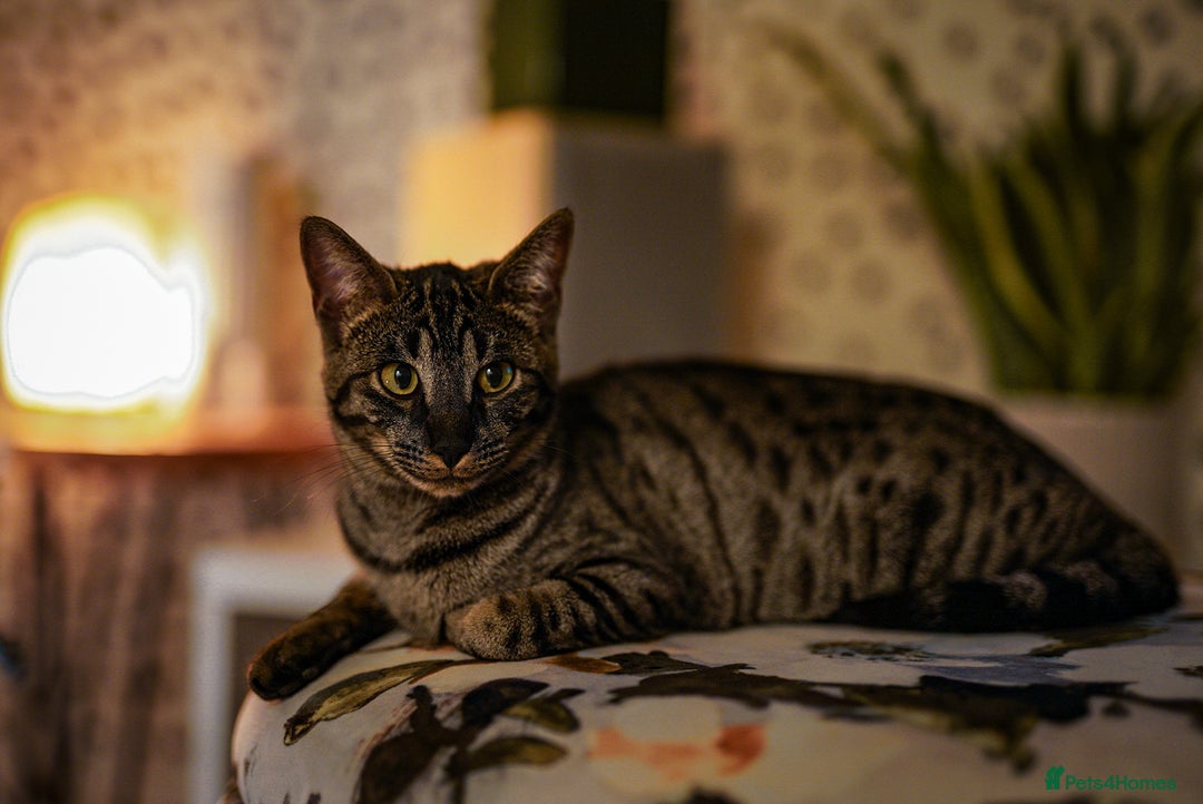 Savannah cats for sale: Savannah F5 cat female 9 months  - Advert 2