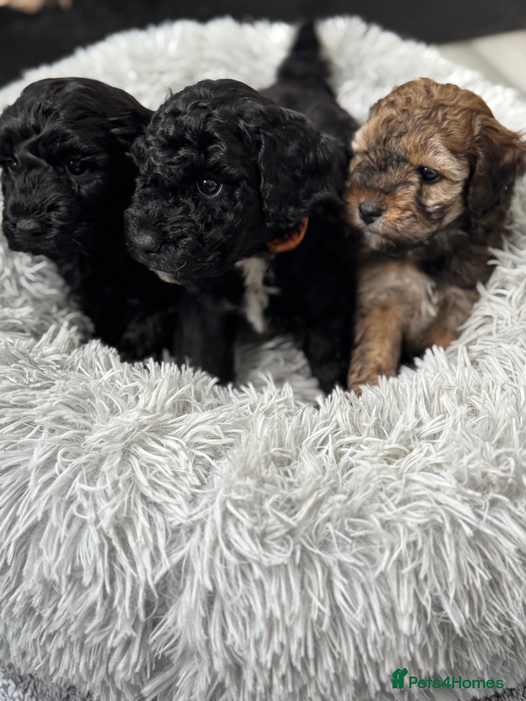 Cockapoo dogs for sale: Outstanding Cockapoos Fully Health Tested  - Image 23