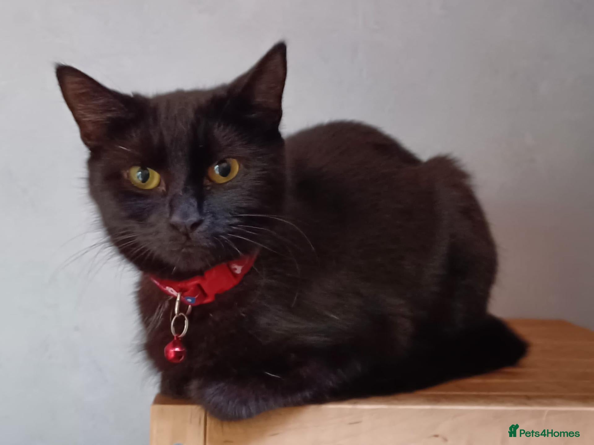Mixed Breed cats Nooni need a forever home - Advert 5