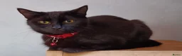 Mixed Breed cats for sale: Nooni need a forever home - Advert 1