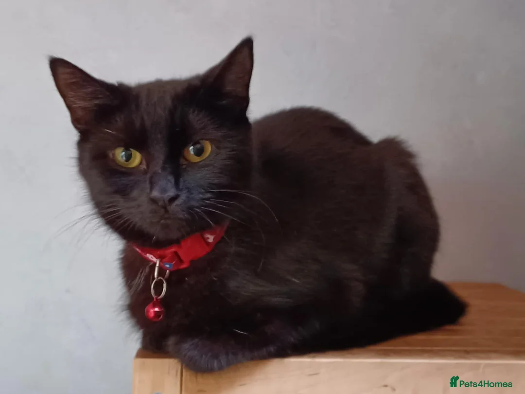 Mixed Breed cats for sale: Nooni need a forever home - Advert 1