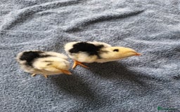 Chickens poultry for sale: Chicks for sale  - Image 1
