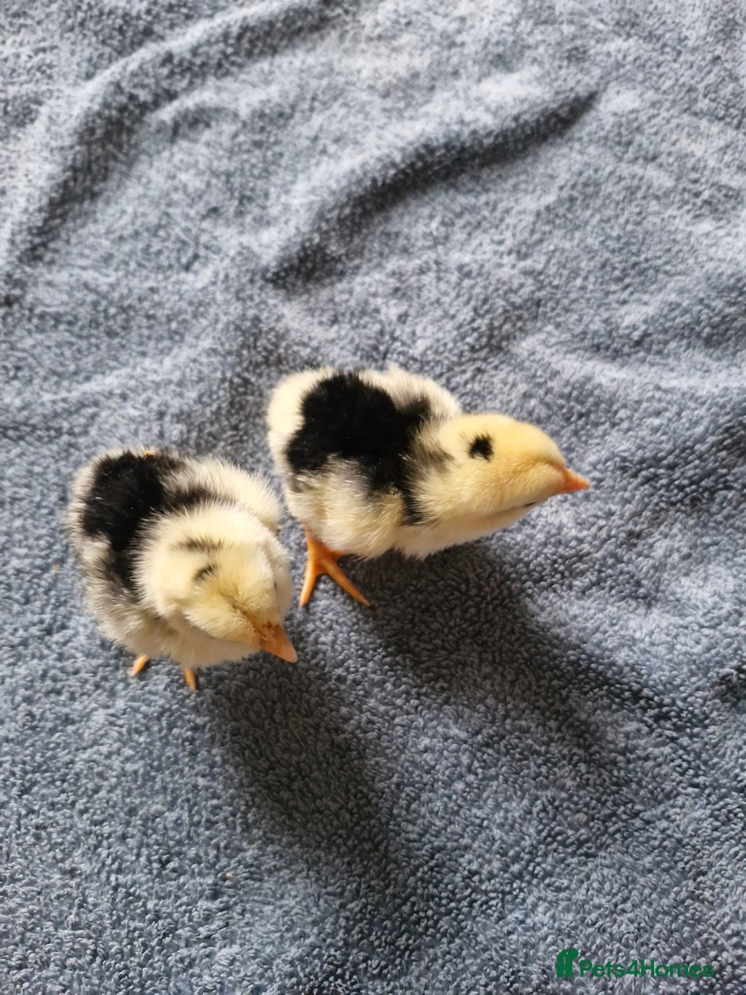 Chickens poultry for sale: Chicks for sale  - Image 1