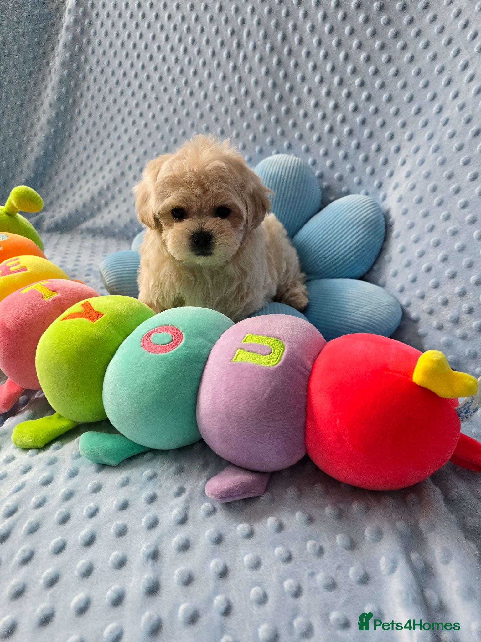 Maltipoo dogs  Beautiful  Maltipoo - Advert 1