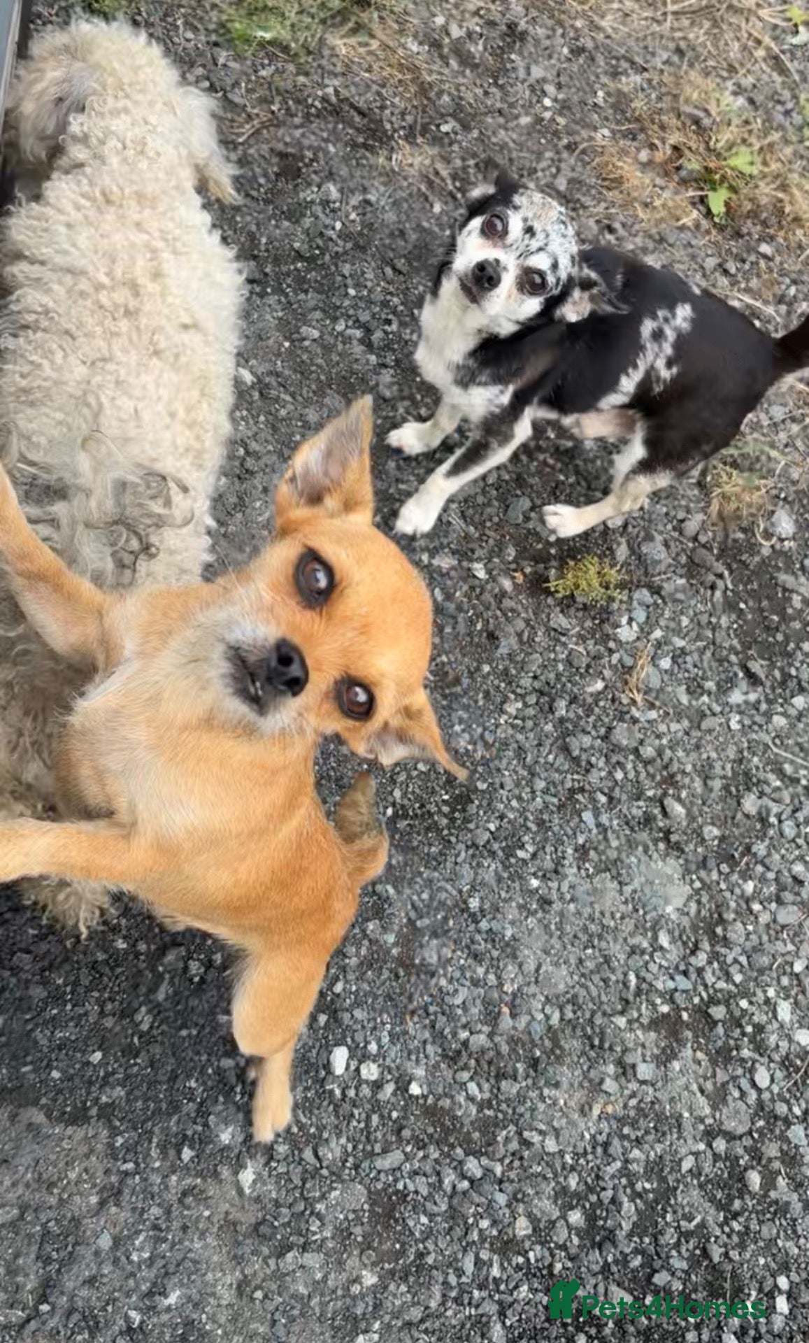 Chihuahua dogs Chihuahua puppies for sale !!  - Advert 1