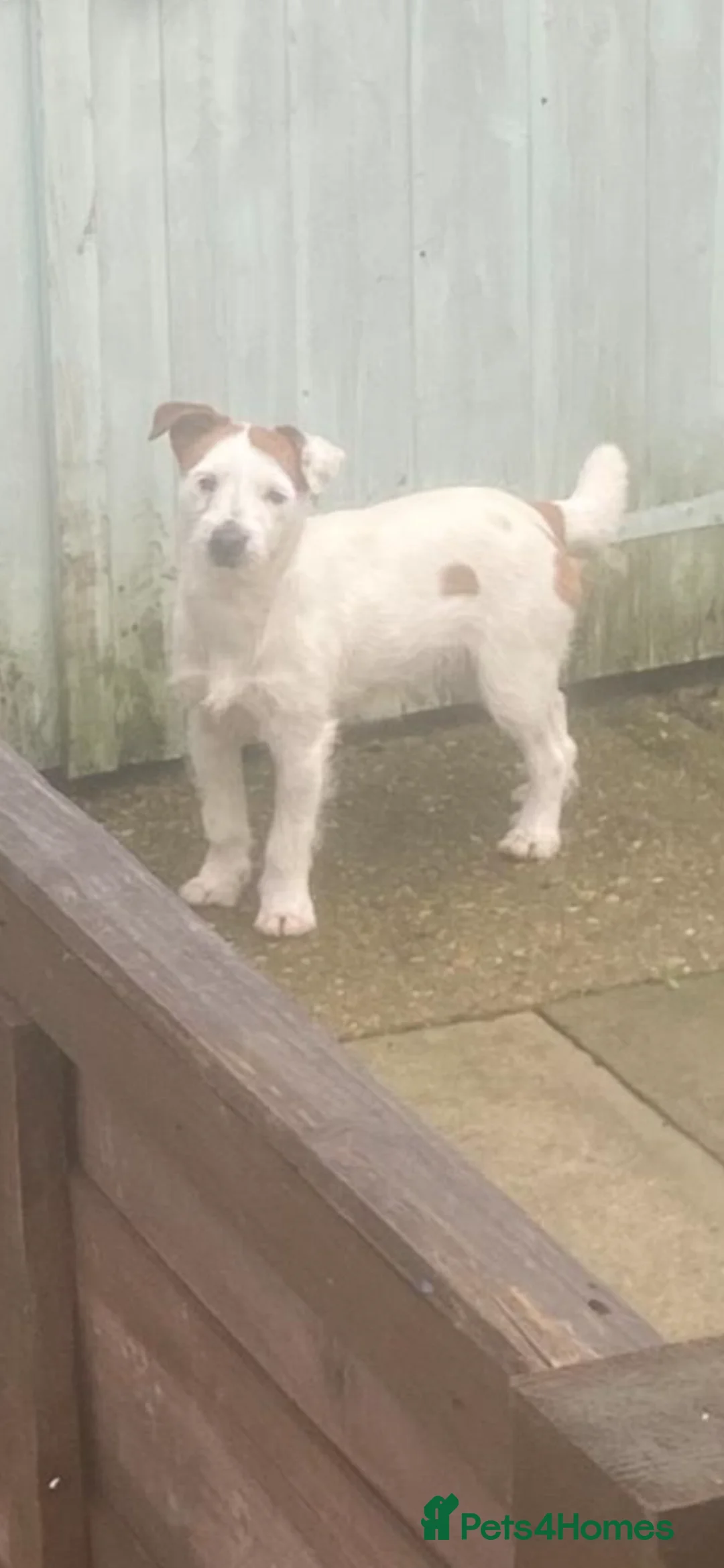 Jack Russell dogs for sale: Jack russel puppies  - Advert 8