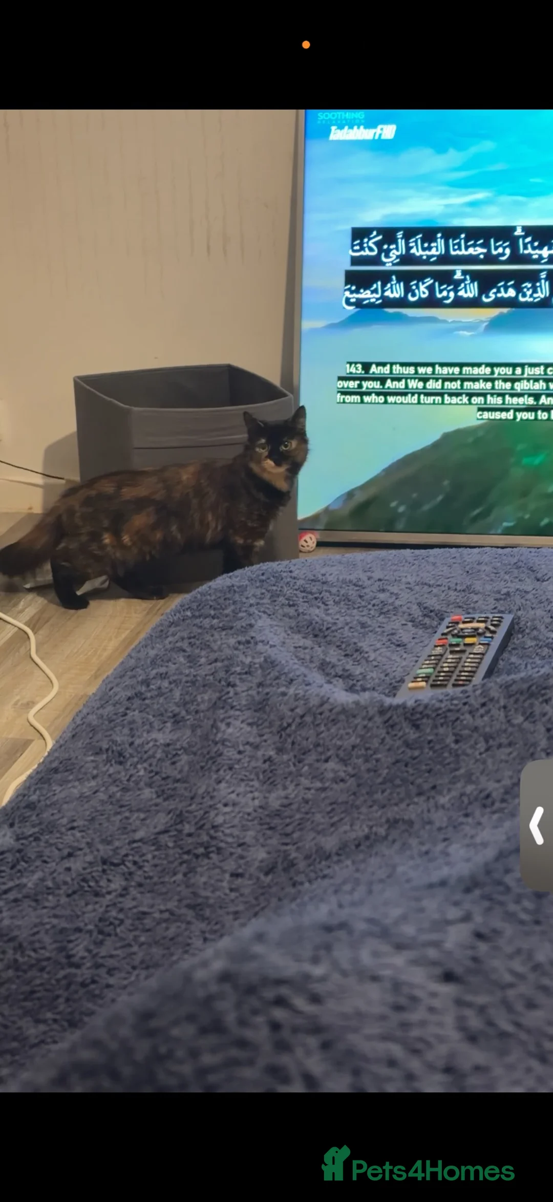 Mixed Breed cats for sale: 3 cats for sale  - Advert 1