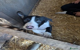 Border Collie dogs for sale: Border Collie pups - Image 2