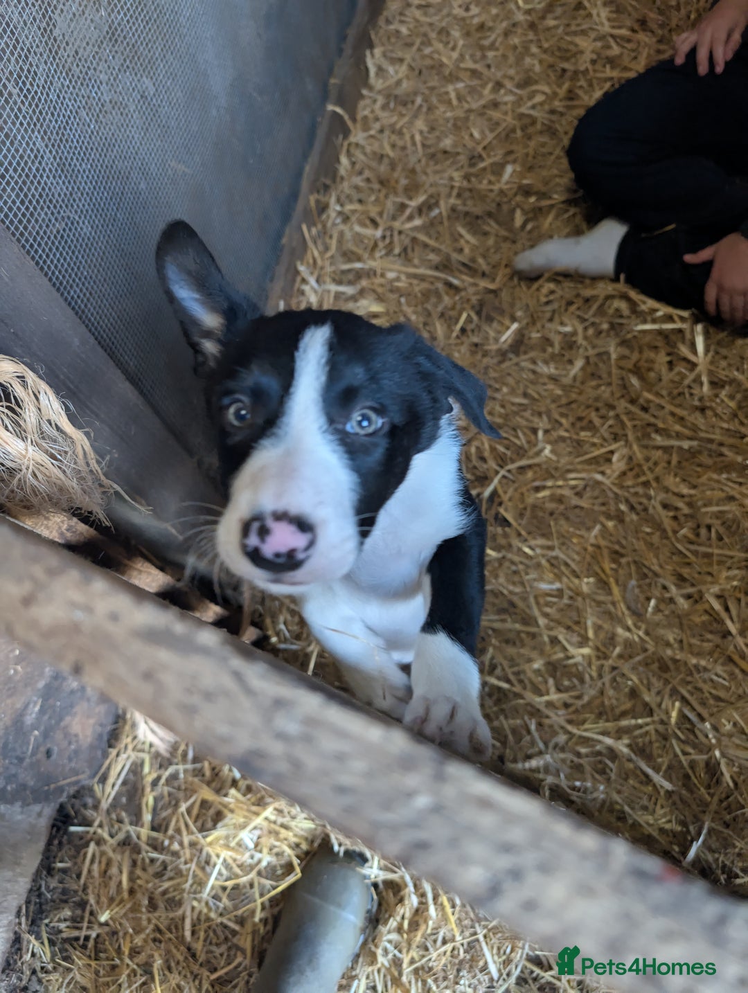 Border Collie dogs for sale: Border Collie pups - Image 2