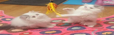 Persian Kitten 3