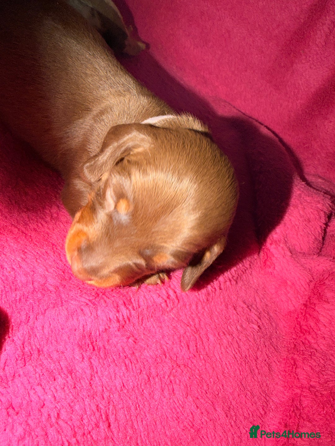 Miniature Dachshund dogs for sale: Miniature Dachshunds puppy's for sale.  - Advert 2