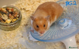 Hamster rodents for sale: Young Syrian Hamsters - Image 12