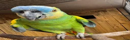 Parrots birds for sale: Blue headed Amazon Parrot - Advert 3