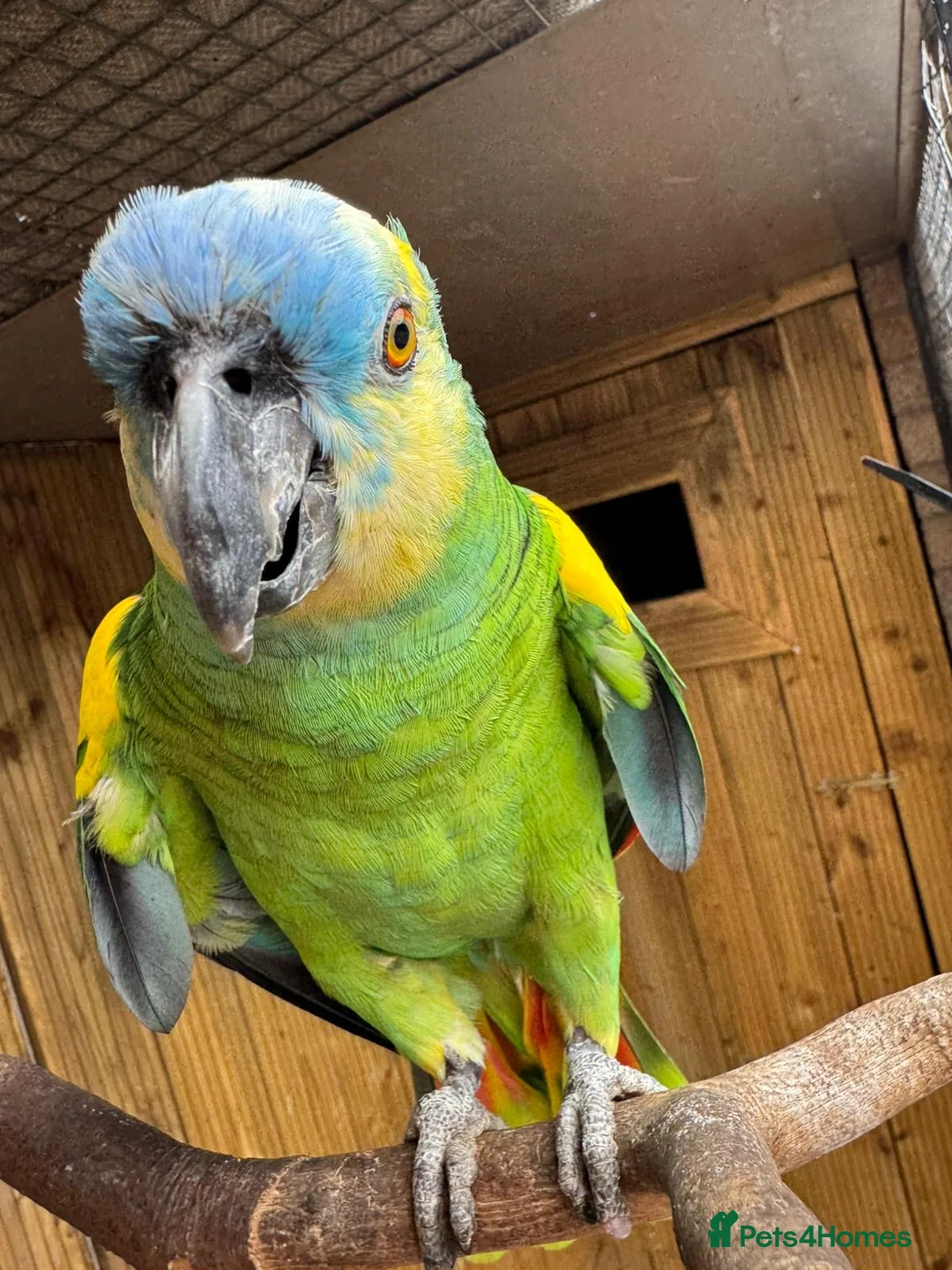 Parrots birds for sale: Blue headed Amazon Parrot - Advert 3