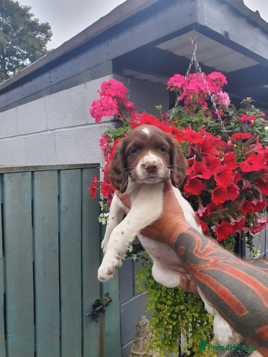 English Springer Spaniel dogs for sale: Springer spaniel  - Image 4