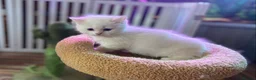 Munchkin cats for sale: Full Pedigree Munchkin Kittens( 7 weeks old)  - Advert 16