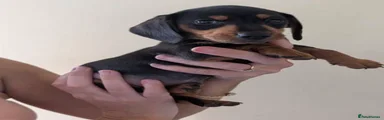 Dachshund 1