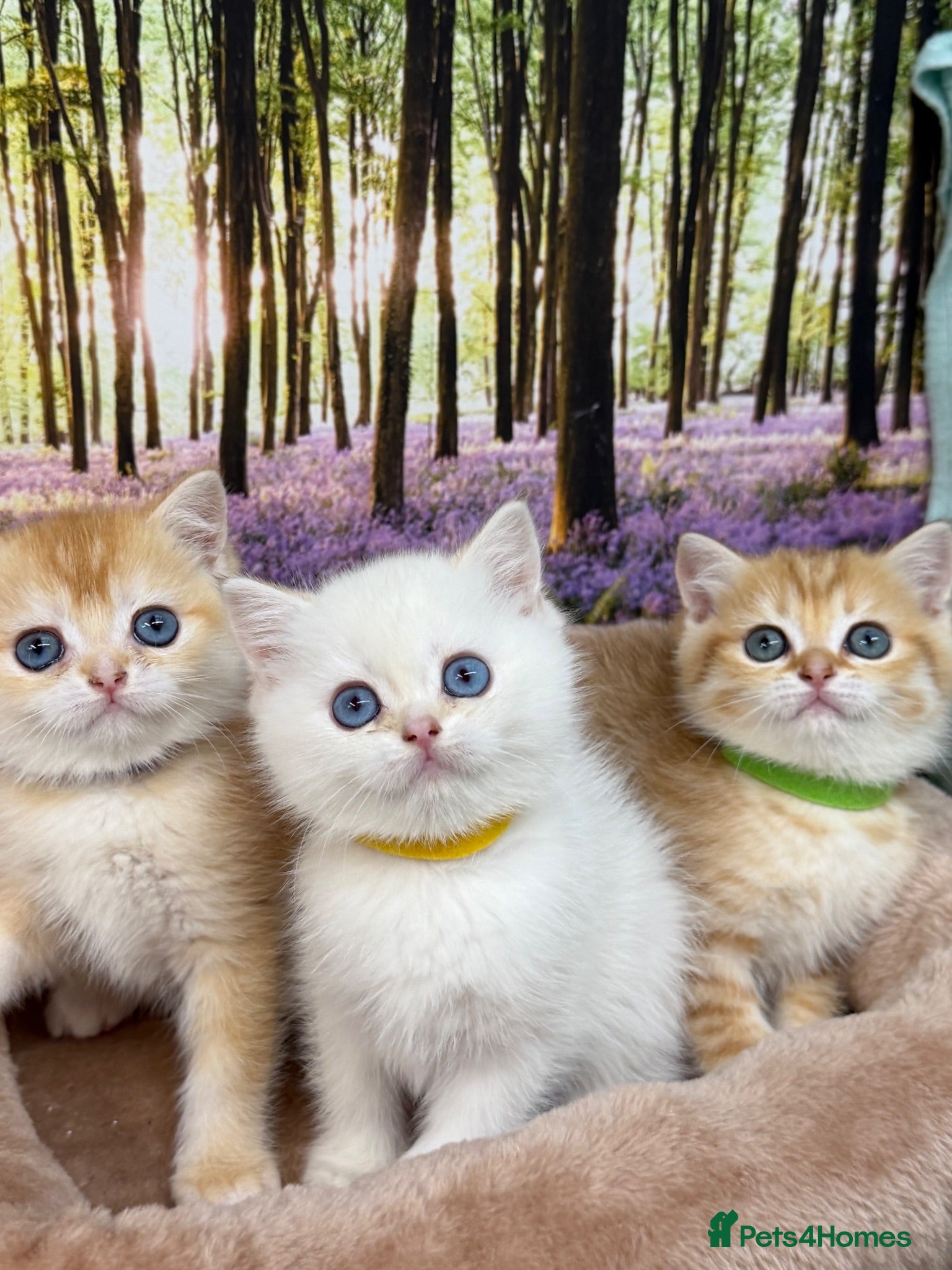 British Shorthair cats British shorthair golden kittens TICA - Advert 1