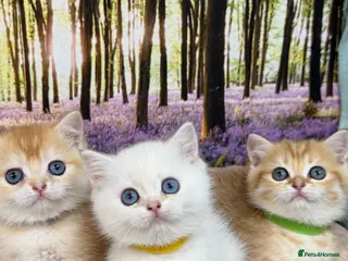 British Shorthair cats British shorthair golden kittens TICA - Advert 1