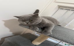 British Shorthair cats for sale: Beautiful British Shorthair - Image 2