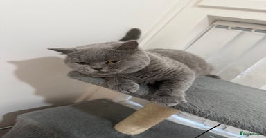 British Shorthair cats - Advert 6