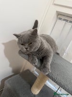 British Shorthair cats - Advert 6