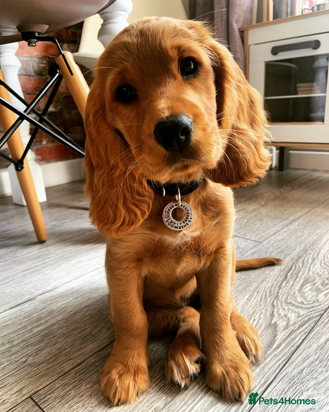 Cocker Spaniel dogs for sale: Working cocker pups due,  ready for spring - Advert 11