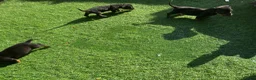 Dachshund dogs for sale: 4 beautiful boys  - Advert 10