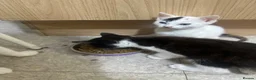 Turkish Angora cats for sale: Kittens for sale - Advert 11