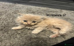 Persian cats for sale: X Persian kittens  - Image 5