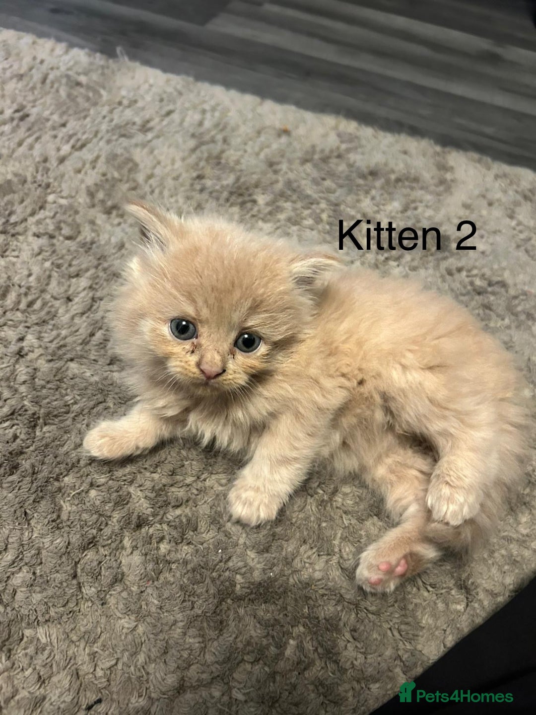 Persian cats for sale: X Persian kittens  - Image 5