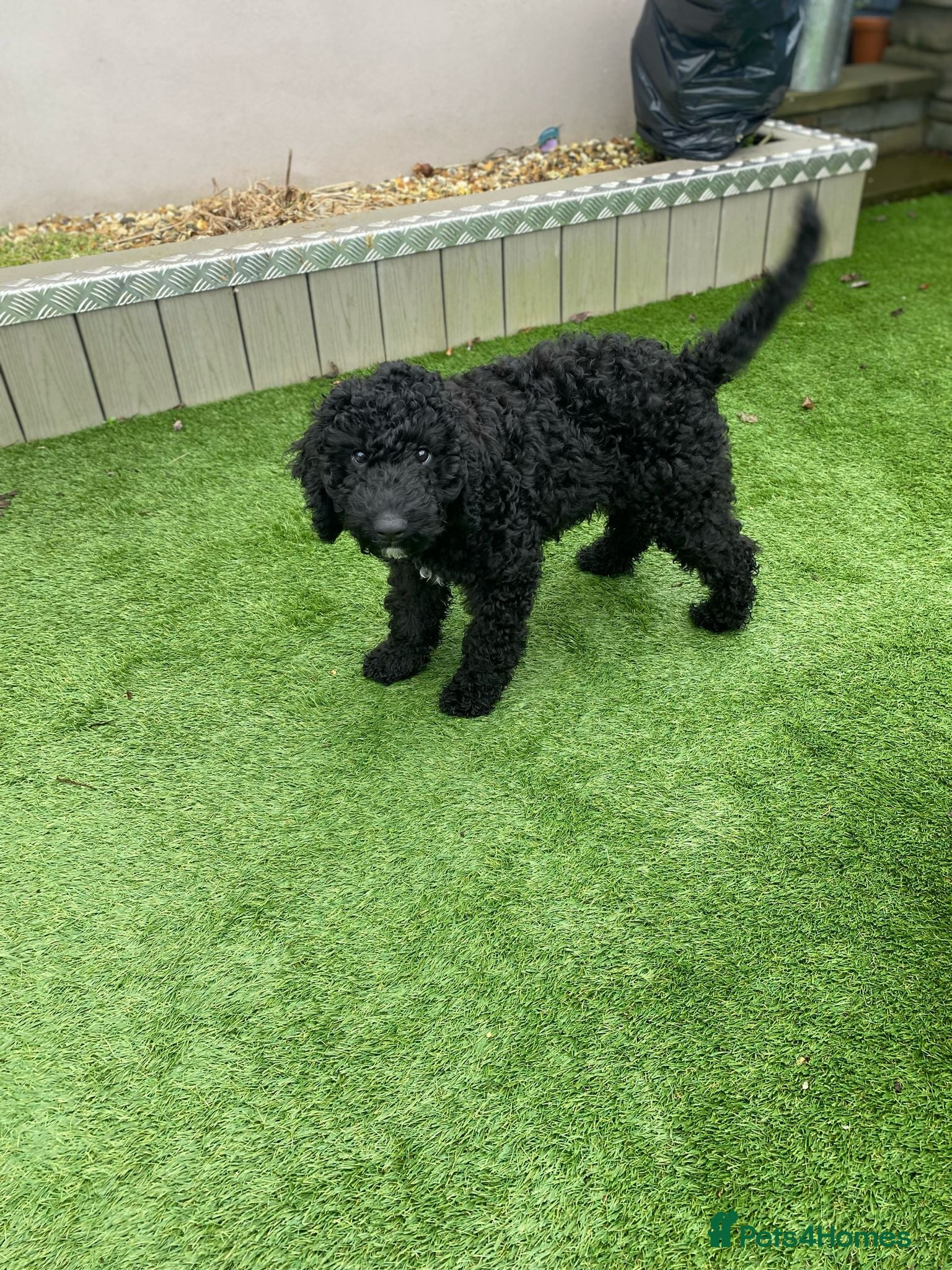 Goldendoodle dogs Golden Doodle male puppy - Advert 1