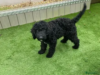 Goldendoodle dogs Golden Doodle male puppy - Advert 1