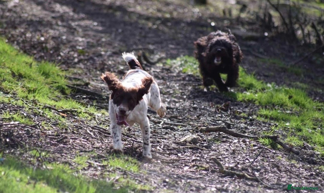 Sprocker dogs for sale: Beautiful sprocker puppies - Advert 23