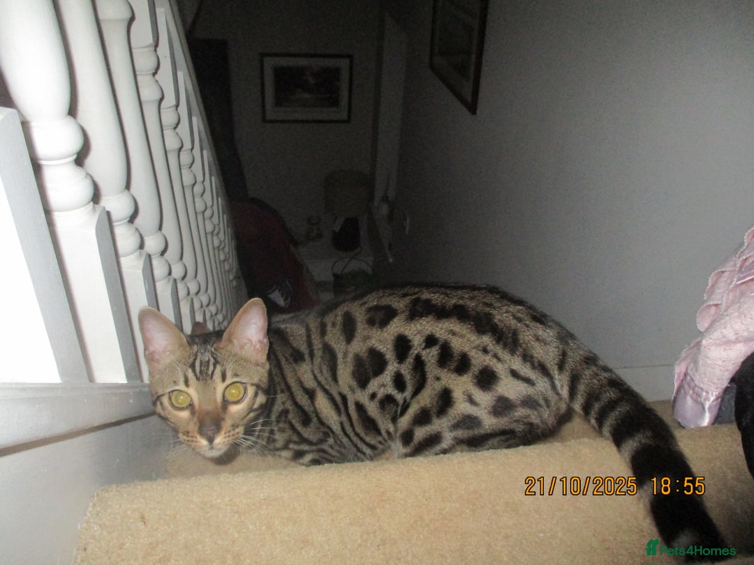 Bengal cats for sale: pedigree male bengals - Advert 23