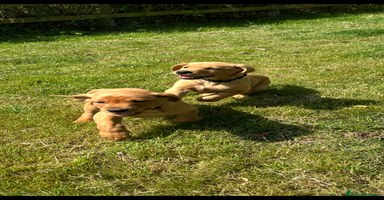 Labrador Retriever dogs - Advert 7