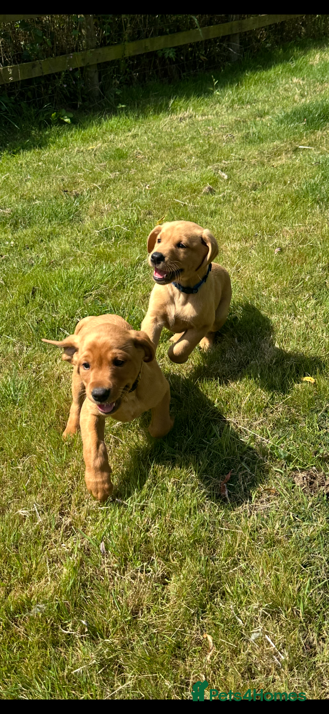 Labrador Retriever dogs for sale: Stunning Fox Red Labrador Puppies - Image 3