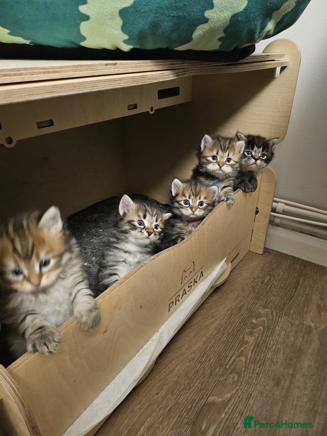 Siberian cats for sale: Pedigree Siberian Kittens from Loving Home - Advert 2